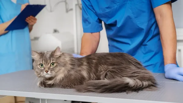 Gato siendo atendido en el veterinario